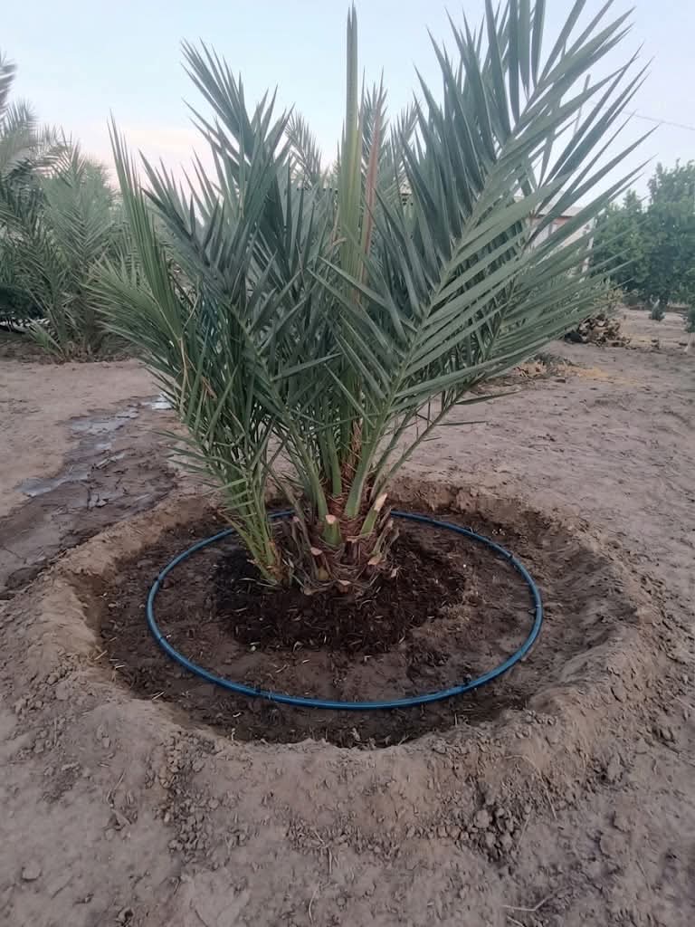 Productos de Dátiles del Valle